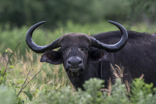 Cape buffalo (Syncerus caffer), Tsavo, Kenya.