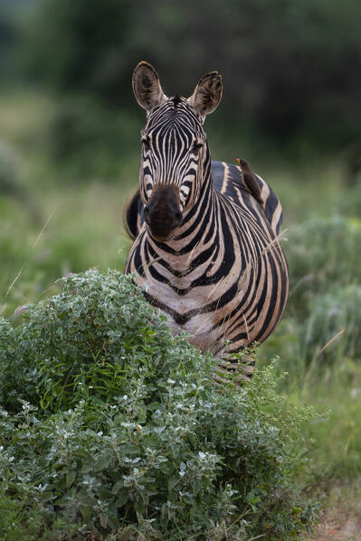 Grant's zebra (Equus quagga boehmi), Tsavo, Kenya.