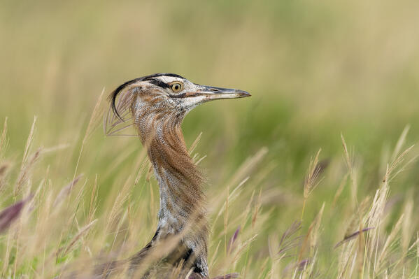 Kori bustard (Ardeotis kori), Tsavo, Kenya.