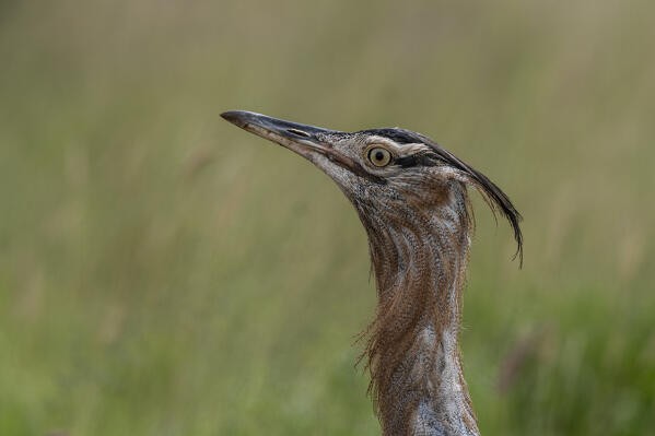 Kori bustard (Ardeotis kori), Tsavo, Kenya.