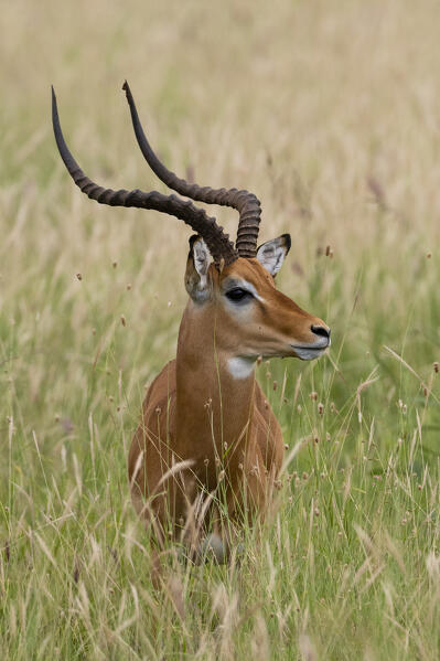 Impala (Aepyceros melampus), Tsavo, Kenya.