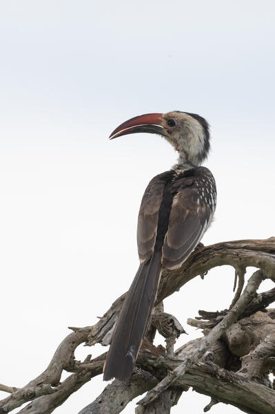 Red-billed hornbill (Tockus erythrorhynchus) Tsavo, Kenya.