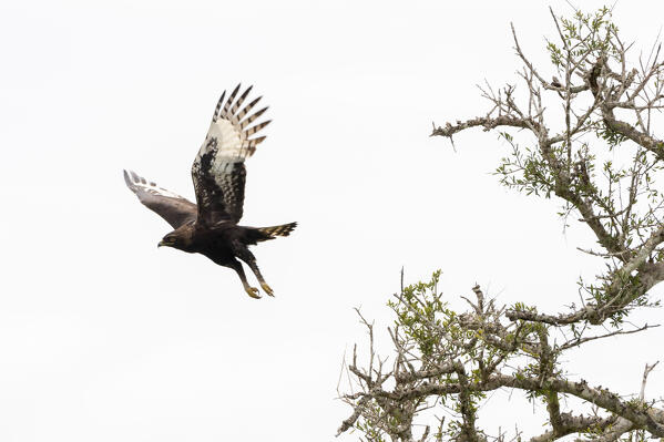 Long-crested Eagle (Lophaetus occipitalis), Tsavo, Kenya.