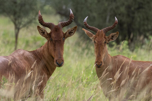 Coke's hartebeest (Alcelaphus buselaphus cokii), Tsavo, Kenya.