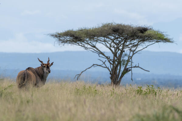 Eland (Taurotragus oryx), Tsavo, Kenya.