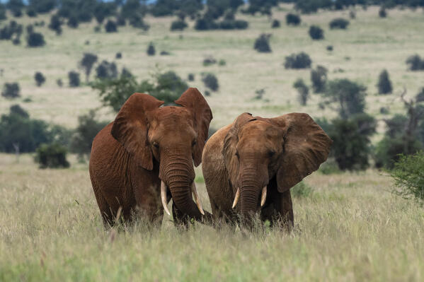 African elephants (Loxodonta africana), Tsavo, Kenya.