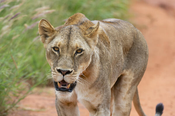 Lioness (Panthera leo), Tsavo, Kenya.