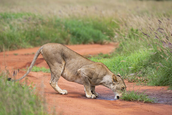 Lioness (Panthera leo), Tsavo, Kenya.