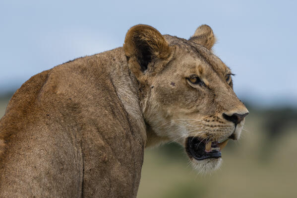 Lioness (Panthera leo), Tsavo, Kenya.