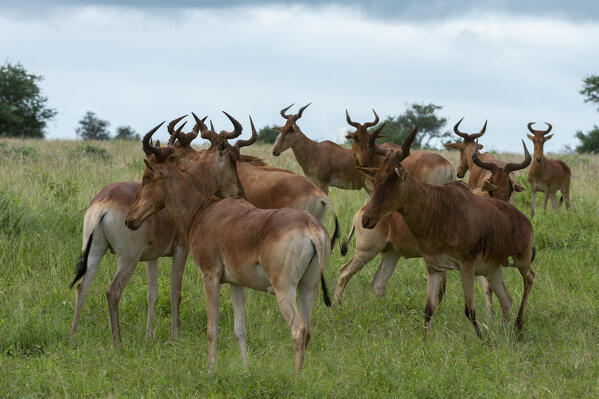 Coke's hartebeest (Alcelaphus buselaphus cokii), Tsavo, Kenya.