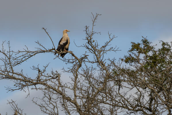 Palm-nut vulture (Gypohierax angolensis), Tsavo, Kenya.
