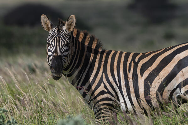 Grant's zebra (Equus quagga boehmi), Tsavo, Kenya.