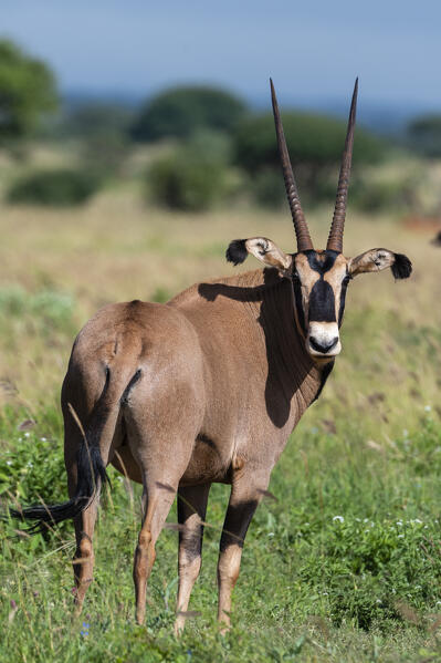 Beisa oryx (Oryx gazella beisa), Tsavo, Kenya.