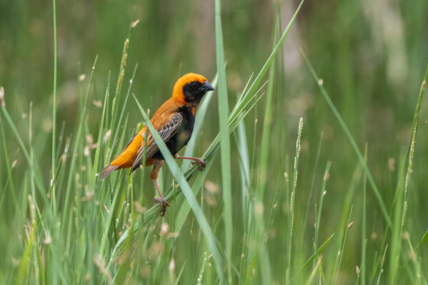 Immature black winged red bishop (Euplectes hordeaceus), Tsavo, Kenya.