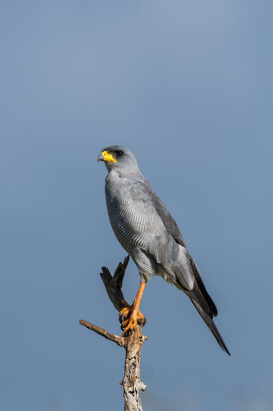 Eastern Chanting-Goshawk (Melierax popiopterus), Tsavo, Kenya.