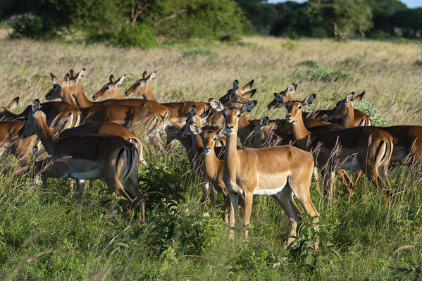 Impala (Aepyceros melampus), Tsavo, Kenya.