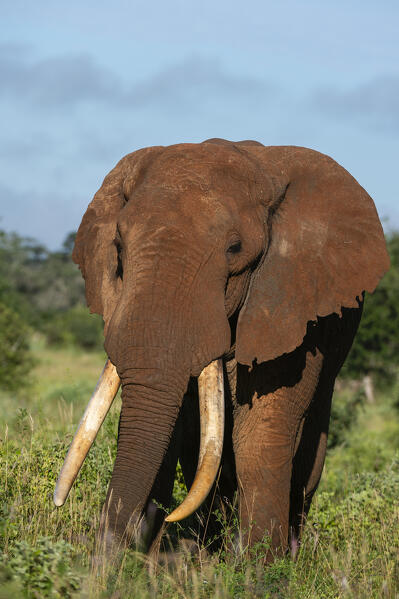African elephant (Loxodonta africana), Tsavo, Kenya.