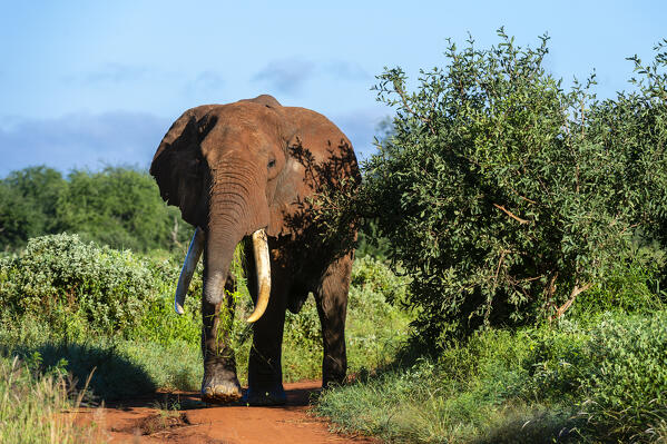 African elephant (Loxodonta africana), Tsavo, Kenya.