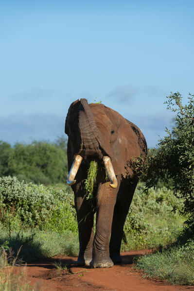 African elephant (Loxodonta africana), Tsavo, Kenya.