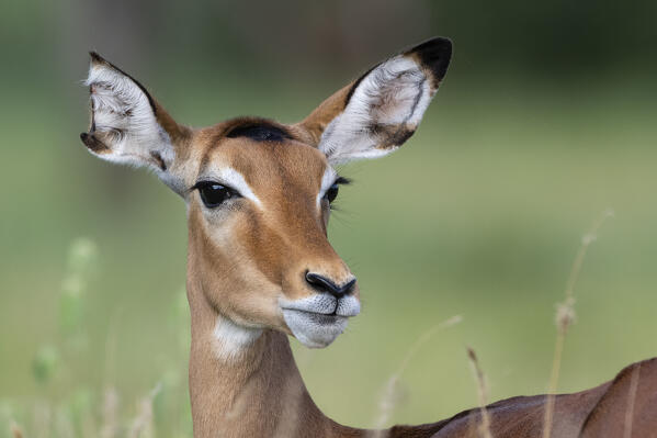 Impala (Aepyceros melampus), Tsavo, Kenya.