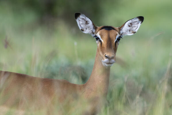 Impala (Aepyceros melampus), Tsavo, Kenya.