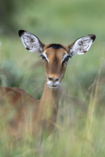 Impala (Aepyceros melampus), Tsavo, Kenya.