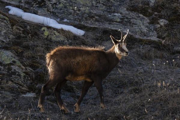 Alpine Chamois (Rupicapra rupicapra), Gran Paradiso National Park, Aosta Valley, Italy.