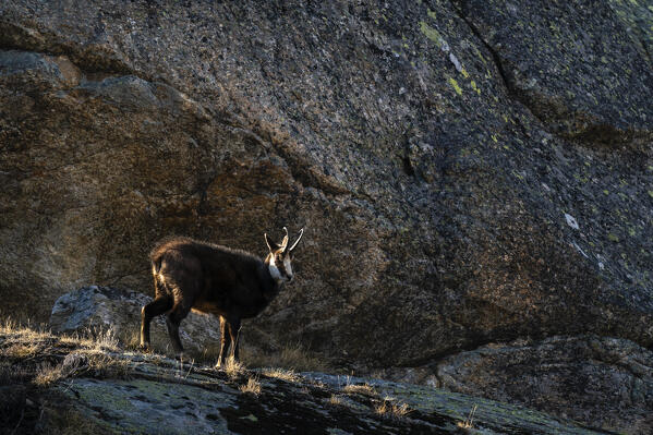 Alpine Chamois (Rupicapra rupicapra), Gran Paradiso National Park, Aosta Valley, Italy.
