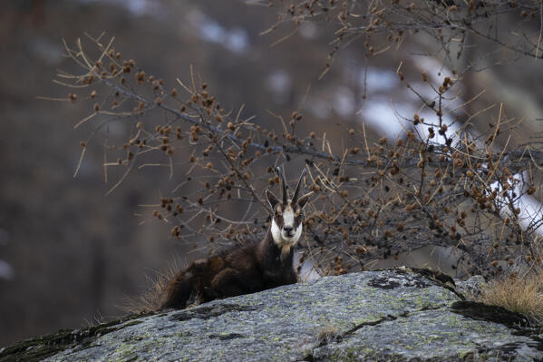 Alpine Chamois (Rupicapra rupicapra), Gran Paradiso National Park, Aosta Valley, Italy.