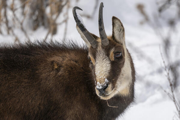 Alpine Chamois (Rupicapra rupicapra), Gran Paradiso National Park, Aosta Valley, Italy.