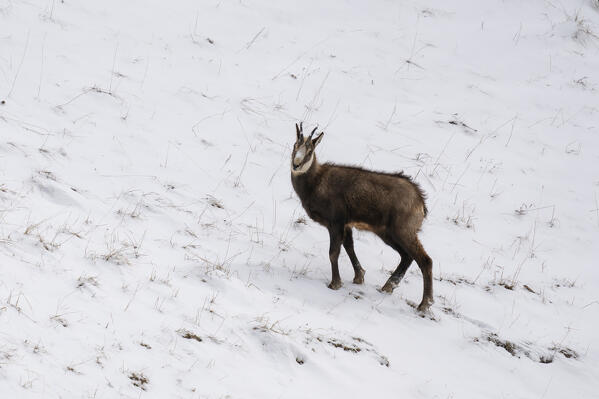 Alpine Chamois (Rupicapra rupicapra), Gran Paradiso National Park, Aosta Valley, Italy.