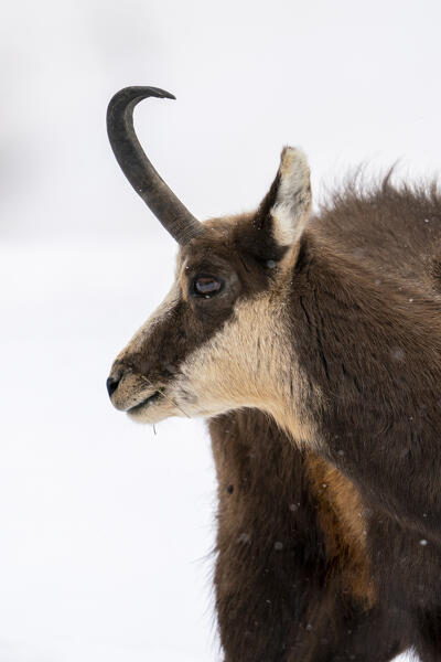 Alpine Chamois (Rupicapra rupicapra), Gran Paradiso National Park, Aosta Valley, Italy.