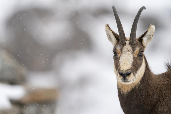Alpine Chamois (Rupicapra rupicapra), Gran Paradiso National Park, Aosta Valley, Italy.