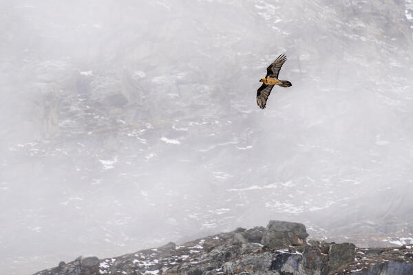 Bearded Vulture (Gypaetus barbatus), Gran Paradiso National Park, Aosta Valley, Italy.