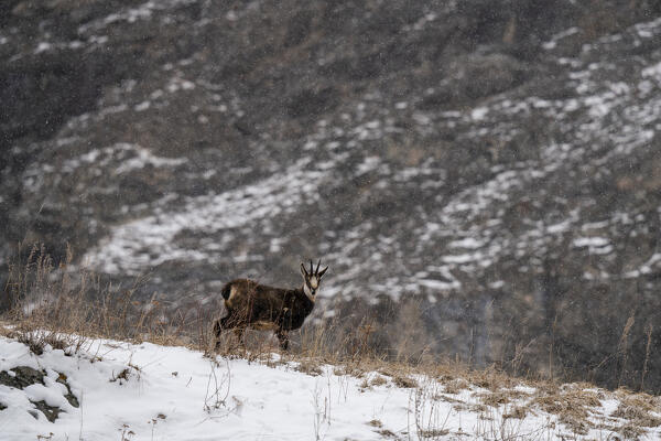 Alpine Chamois (Rupicapra rupicapra), Gran Paradiso National Park, Aosta Valley, Italy.