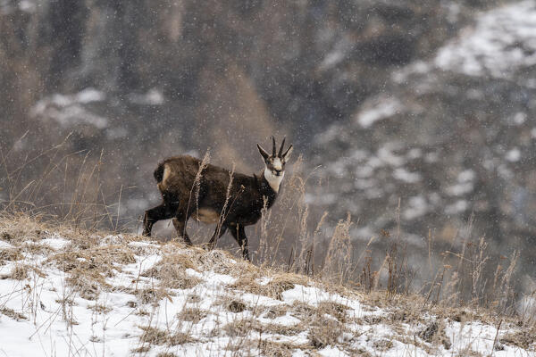 Alpine Chamois (Rupicapra rupicapra), Gran Paradiso National Park, Aosta Valley, Italy.