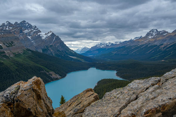 Canada, Alberta, Icefields Parkway, Banff National Park, Peyto Lake: it's called the blue wolf, the bluest lake of all the Rockies