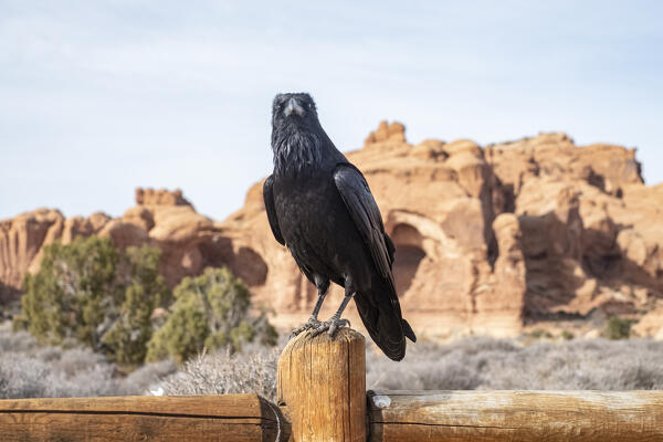 USA, Utah, Arches Nationa Park: crow standing on a fence