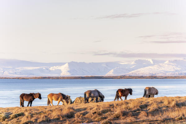 Europe, Southern Iceland: wild horses grazing near the city of Hofn, 