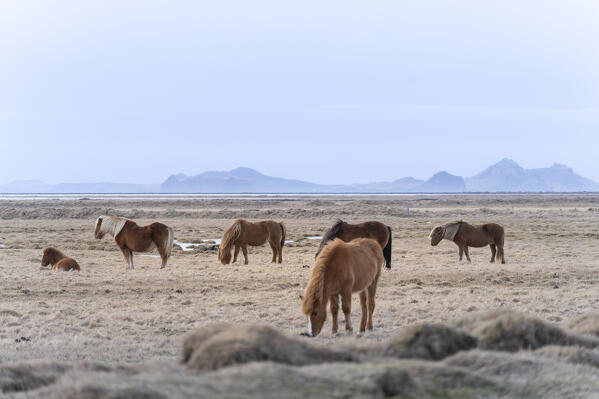 Europe, Southern Iceland, Vik: wild horses grazing on the southeren coast