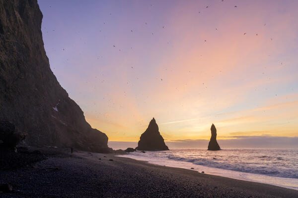 Europe, Southern Iceland, Reynisfjara Black Sand Beach: hundreds of sea birds at the first lights of the day