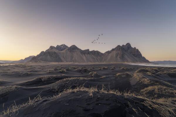 A flock of birds flying before Vestrahorn at Golden hour: Eastern Iceland, Europe 