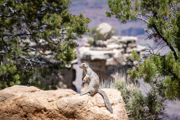 A squirrel on the South Rim of Grand Canyon National Park; Arizona, United States of America