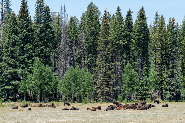 A herd of american bisons grazing on a prairie at the North Rim of the Grand Canyon National Park; Arizona, United States of America