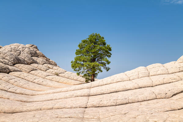 The lonely tree, an iconic view of the remote White Pocket wilderness area; Vermillion Cliffs, Arizona, United States of America