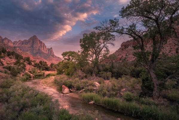 The Watchman mountain, the Virgin river at his feet and the sunset lights for the best Zion National Park postcard; Utah, United States of America