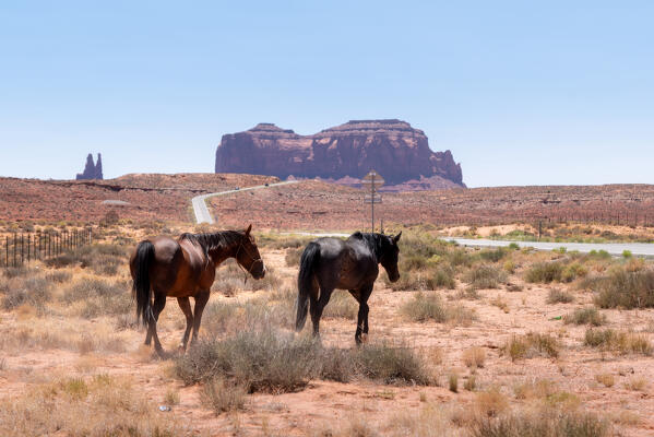 Two icons of the Far West, wild horses and the Monument Valley; Arizona and Utah, United States of America