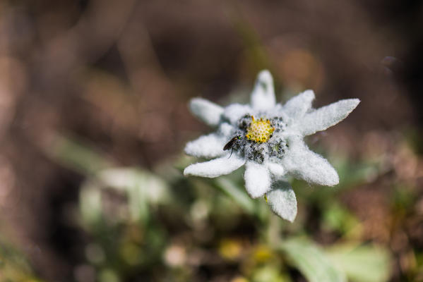 Italy, Piedmont, Valle Varaita, Becetto, Cima Crosa.
Edelweiss to born on rocks at high altitude in Valle Varaita.