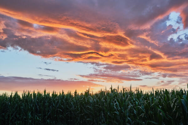 Cornfield at sunset, Saletta, Copparo municipality, Ferrara Province, Emilia Romagna, Italy