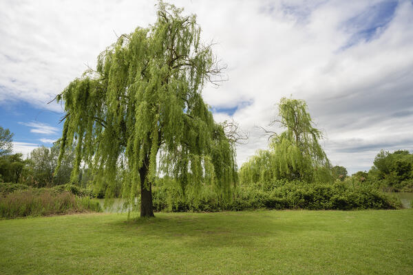 Two weeping willow into the Urban Park G. Bassani in Ferrara, Emilia Romagna, Italy, Europe